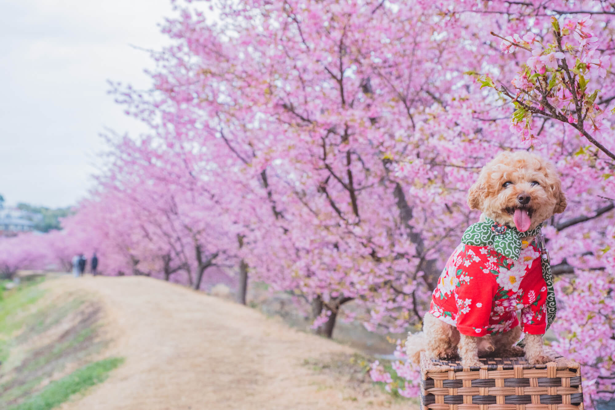 魅力だらけの静岡県のドッグカフェに愛犬とお出かけしよう！